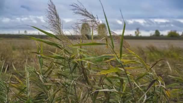 Graben Gras Detail Norditalien Landschaft — Stockvideo