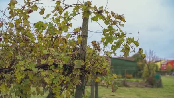 Sonbahar Üzüm Bağının Ayrıntıları Güneşli Bir Günde Ayrılır — Stok video