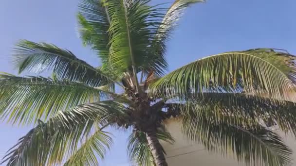 Palm Dominikana Roślinność Niebo Karaibska Palma Ciągu Dnia — Wideo stockowe