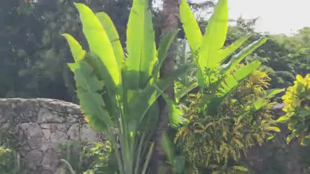 Пальмовое Доминиканское Небо Carribean Palm Течение Дня — стоковое видео