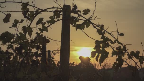 白ワインを作るためにブドウを熟す ブドウ畑のブドウを熟す ブドウ畑の日没 イタリアのブドウ収穫 — ストック動画