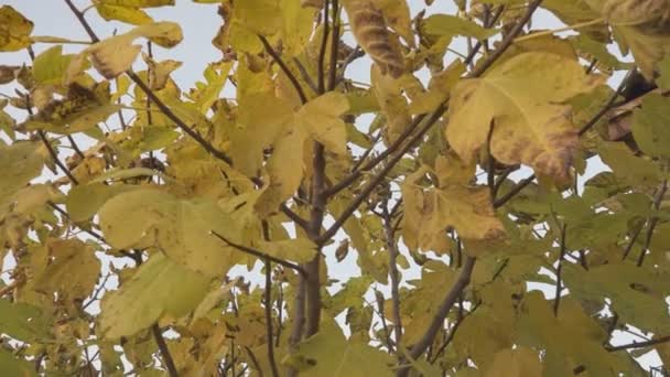 Hojas Marchitas Detalle Naturaleza — Vídeos de Stock