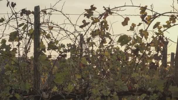 Ώριμα Σταφύλια Στο Αμπέλι Για Την Παρασκευή Λευκού Κρασιού Σταφύλια — Αρχείο Βίντεο