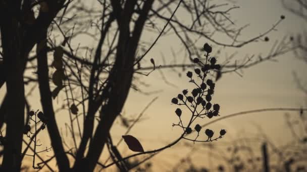 Gołe Liściaste Drzewa Zimowe Zachodzie Słońca — Wideo stockowe