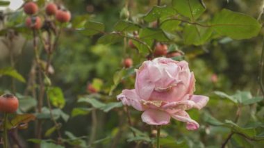 Sonbaharda doğada gül çiçeği bitkisi. Bahçede yeşil arka planlı, yakın plan pembe gül.