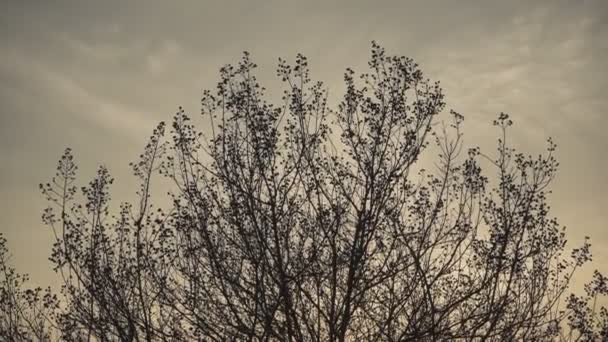 Detail Natural Bare Branches Sunset — Stock Video