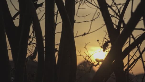 Alberi Invernali Decidui Nudi Tramonto — Video Stock