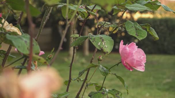 Rosa Planta Flores Naturaleza Otoño Primer Plano Rosa Jardín Con — Vídeo de stock