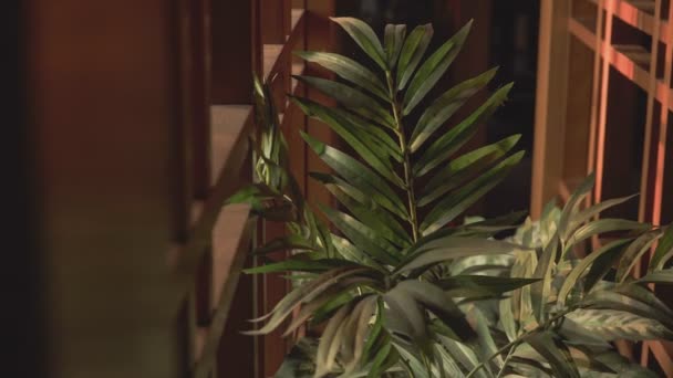 Detail Von Luxus Haus Dekorative Gefälschte Pflanze — Stockvideo