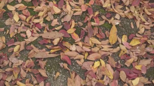 Buntes Laub Auf Dem Boden Herbst — Stockvideo