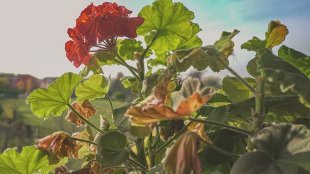 Vackra Pelargoner Och Solig Sommardag — Stockvideo