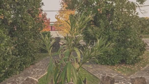 Szczegóły Oleander Ogrodzie — Wideo stockowe