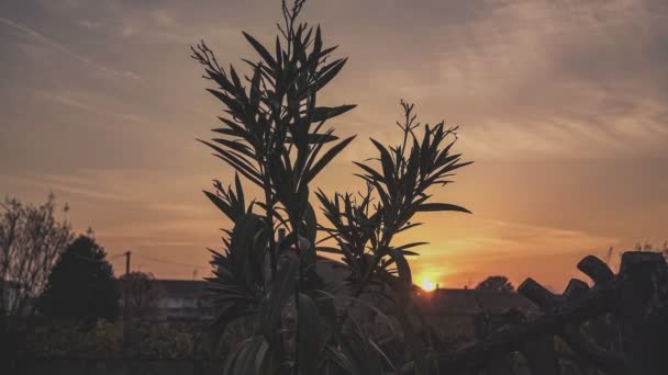 Részlet Kert Oleander Naplemente Sziluett — Stock videók