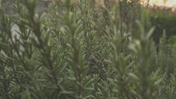 落日时的迷迭香植物细部 — 图库视频影像