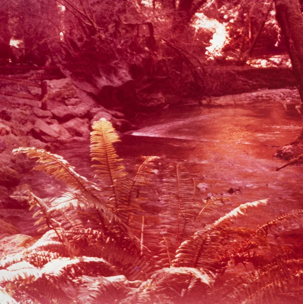 Redwood Californie Mai 1970 Des Arbres Sud Traversent Les Séquoias — Photo