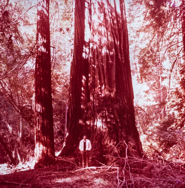 Redwood California Május 1970 Legnagyobb Vörösfenyő Években — Stock Fotó