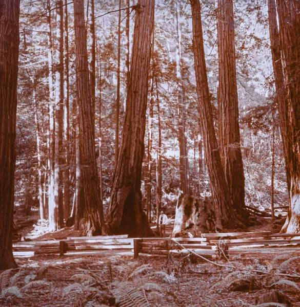 Redwod California May 1970 Bohemian Grove — стокове фото