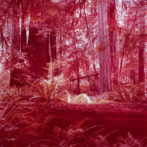 Redwood California 1970 Május Nővér Bejelentkezés Években — Stock Fotó