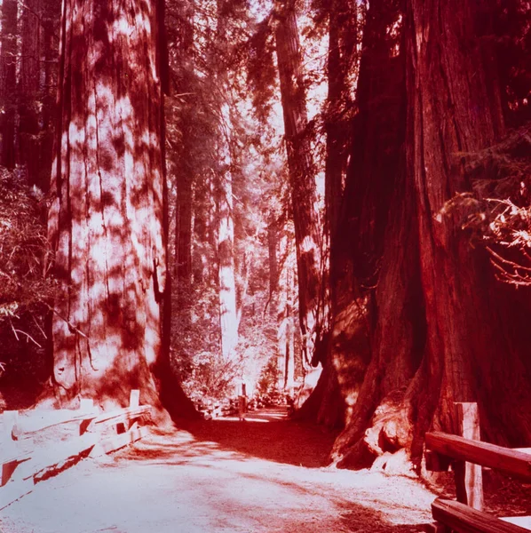 Redwood Kalifornien Mai 1970 Krankenschwester Meldet Sich Den 70Er Jahren — Stockfoto