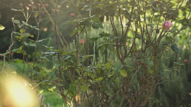 春の庭のバラの植物 — ストック動画