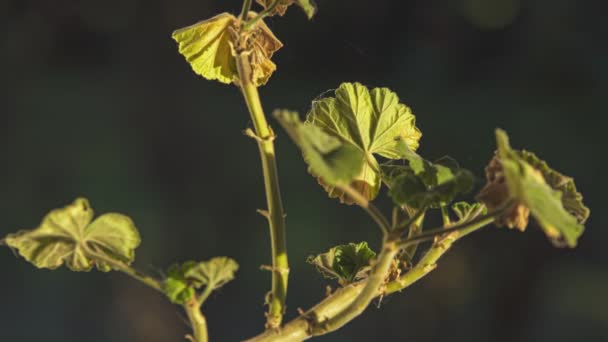 Geranium Pozostawia Szczegóły Przy Świetle Słonecznym — Wideo stockowe