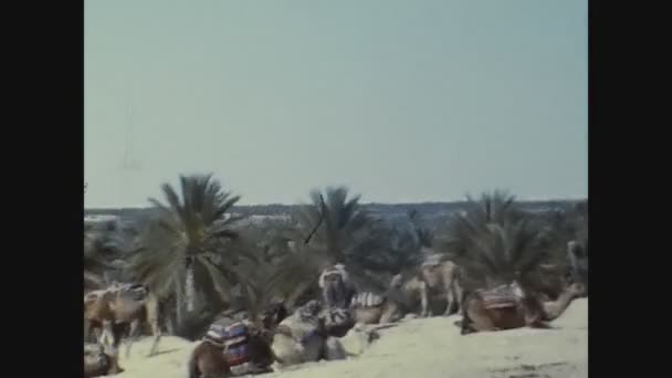 Касабланка Морокко Июнь 1977 Бедуинские Верблюды Марокко Пустыня — стоковое видео