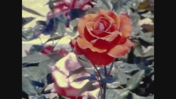 Madrid Espanha Maio 1971 Rosas Jardim Florescendo Primavera Nos Anos — Vídeo de Stock