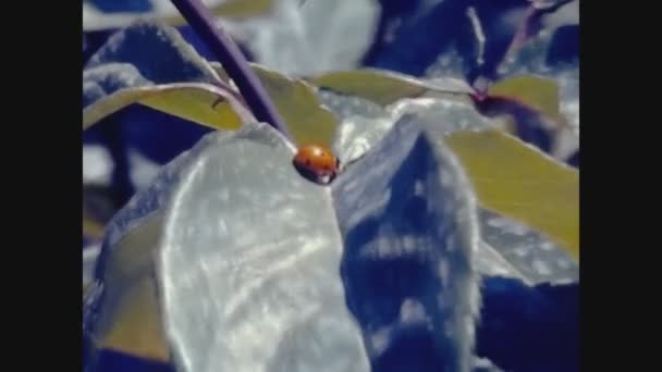 Madrid Spain May 1971 Ladybug Leaf — Stockvideo