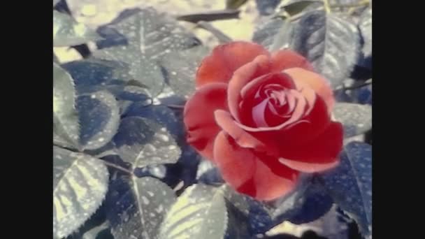 Madrid España Mayo 1971 Rosas Florecientes Del Jardín Primavera Los — Vídeo de stock