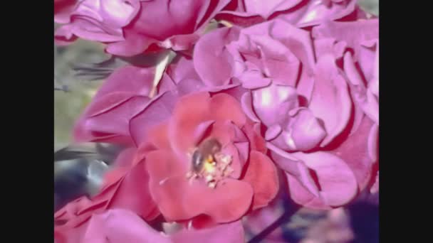 Madrid Espanha Maio 1971 Rosas Jardim Florescendo Primavera Nos Anos — Vídeo de Stock