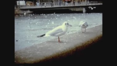 BONN, GERMANY ECTOBER 1976: 70 'lerde nehir korkuluklarında martılar