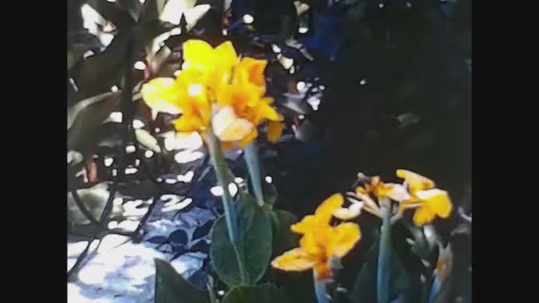 Valencia Hiszpania 1975 Żółty Kwiat Szczegółowo Latach Tych — Wideo stockowe