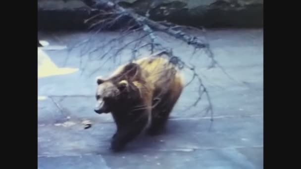 スイス チューリッヒ1969年10月 60年代に動物園で熊を飼育 — ストック動画