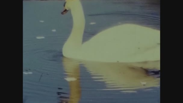 Ηνωμενο Βασιλειο Ιουνιοσ 1965 Κύκνος Στη Λίμνη Στη Δεκαετία Του — Αρχείο Βίντεο