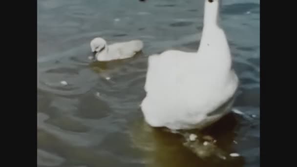 Windsor Reino Unido Junio 1960 Cisnes Agua Los Años — Vídeo de stock