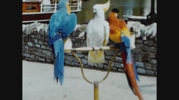 Windsor United Kingdom June 1960 Parrot Trainer — Stock Video