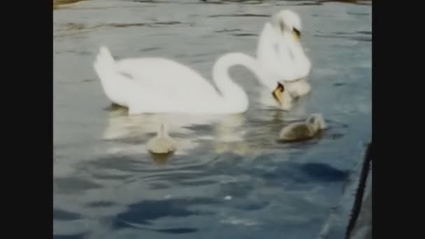 Windsor Ηνωμενο Βασιλειο Ιουνιου 1960 Κύκνοι Στο Νερό Στη Δεκαετία — Αρχείο Βίντεο