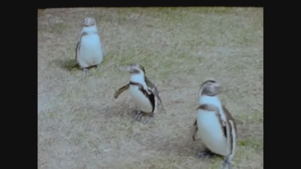 Twycross Reino Unido Mayo 1960 Pingüinos Zoológico Los Años — Vídeo de stock