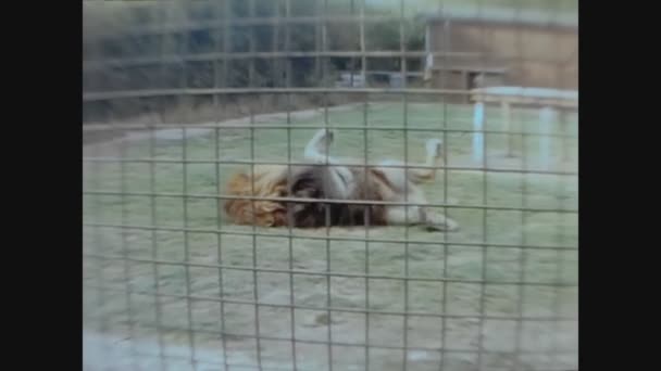 Twycross Spojené Království 1960 Lev Zoologické Zahradě Letech — Stock video