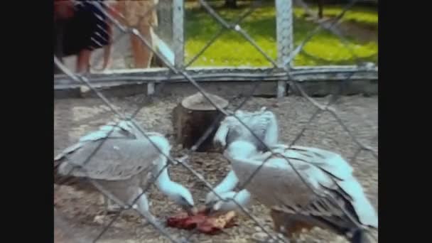 Twycross Spojené Království Květen 1960 Kondor Zoo Letech — Stock video