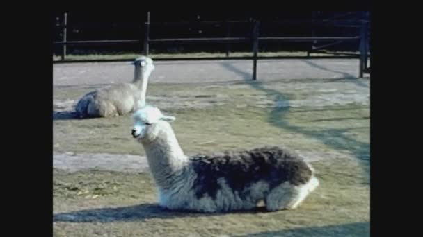Twycross United Kingdom May 1960 Alpaca Zoo — Vídeo de Stock