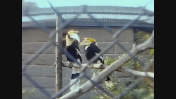 Twycross Reino Unido Mayo 1960 Tucán Zoológico Los Años — Vídeo de stock