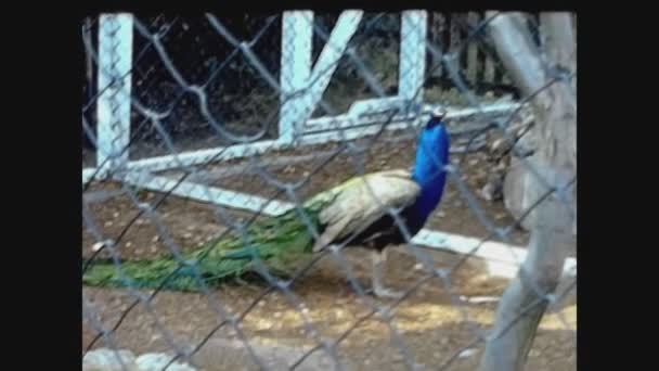 Twycross United Kingdom May 1960 Peacock Zoo — Wideo stockowe