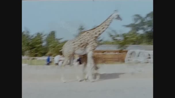 Twycross Reino Unido Maio 1960 Girafa Zoológico Nos Anos — Vídeo de Stock