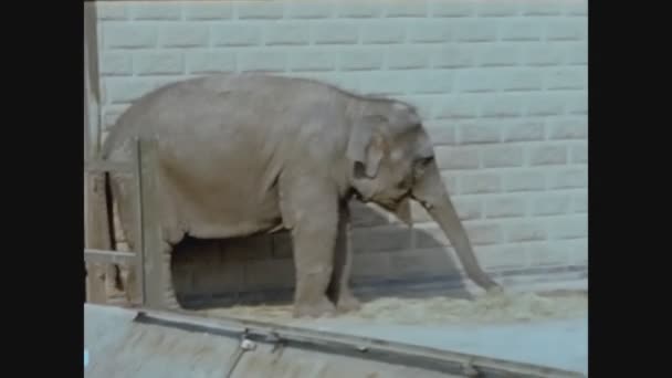 Twycross Reino Unido Mayo 1960 Tortuga Zoológico Los Años — Vídeo de stock