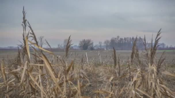 Krajina Klidné Krajiny Krajiny Bouřlivé Nebe — Stock video