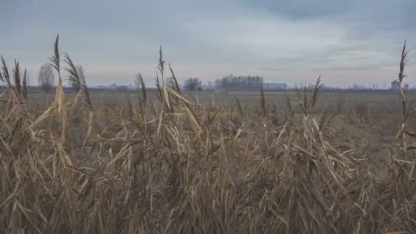 Landscape Tranquil Landscape Countryside Stormy Sky — Stockvideo