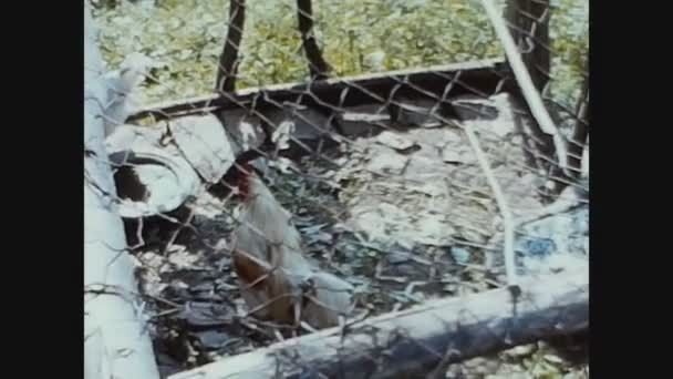 Prabello Italy July 1963 60年代自由农场的笼养鸡 — 图库视频影像