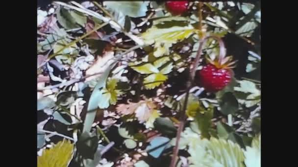 Prabello Italy July 1963 20世纪60年代草莓植物自然的细节 — 图库视频影像