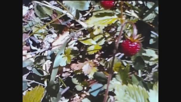 Prabello Italia Julio 1963 Fresas Detalle Naturaleza Vegetal Los Años — Vídeo de stock